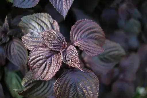 紫蘇葉 （Shiso）