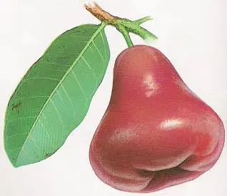 中國蠟蘋果 （Java Apple）