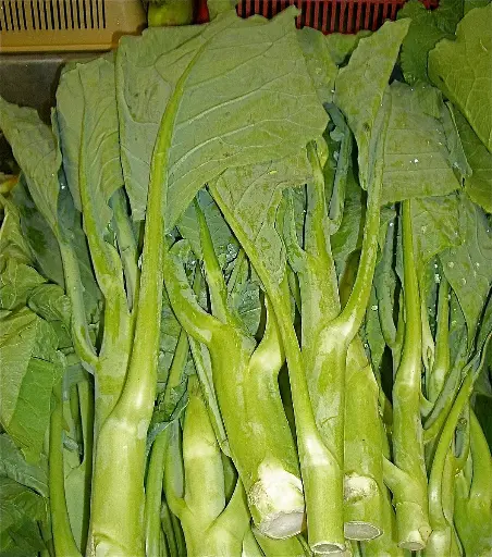 中國羽衣甘藍 （Gai Lan）
